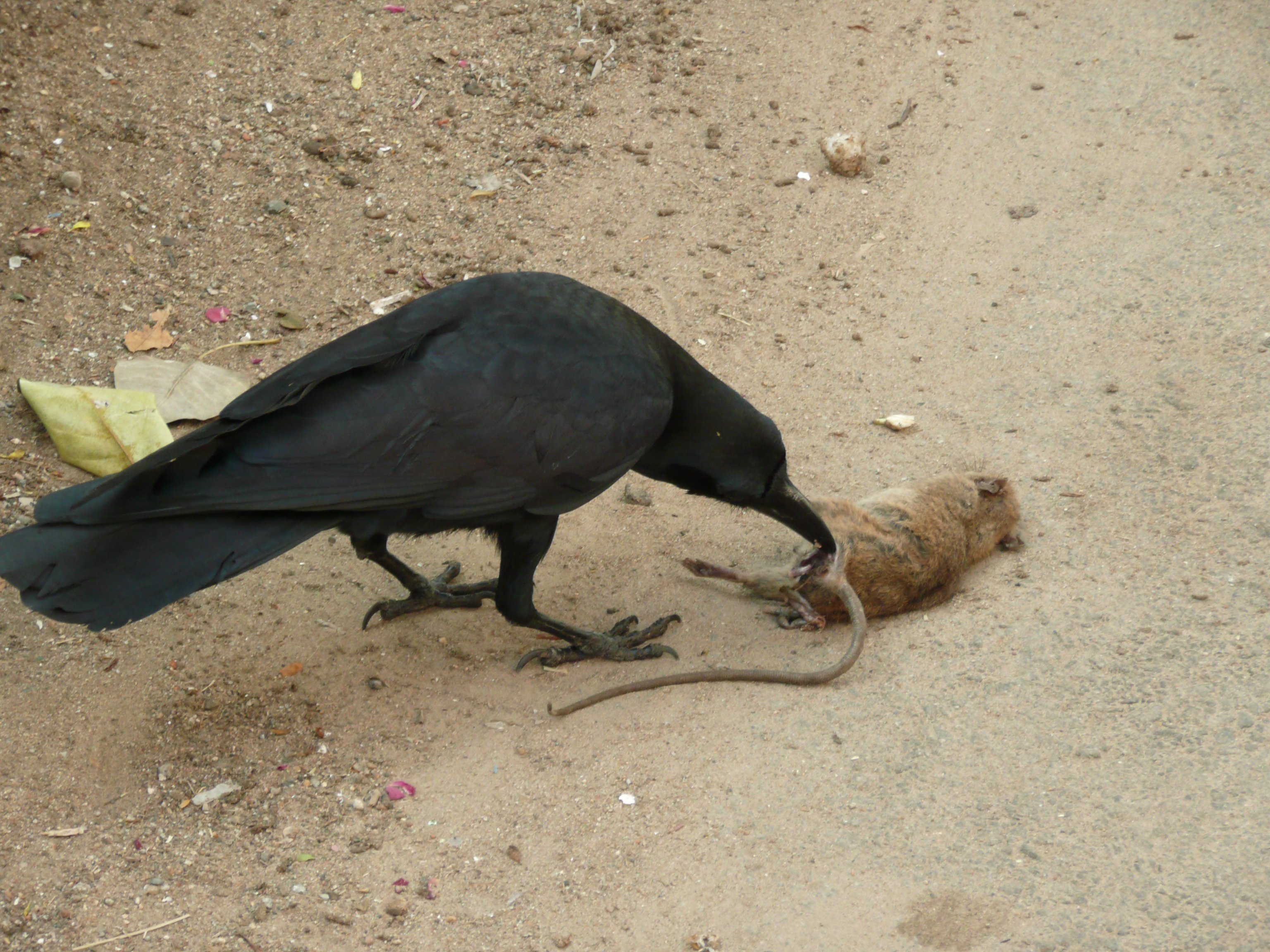 crow eating dead rat | Rosa Herzberg
